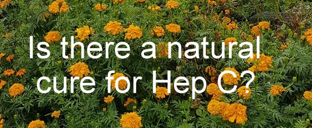 Can your body beat Hep C naturally?